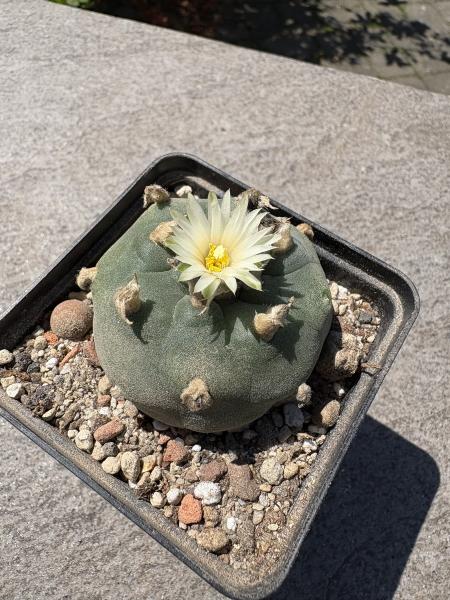 Lophophora fricii weiß blühend